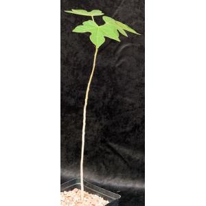 Brachychiton bidwillii one-gallon pots