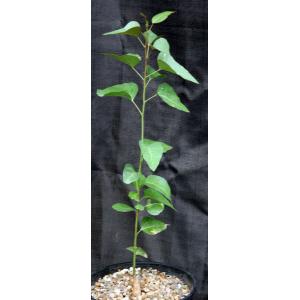 Brachychiton populneum 2-gallon pots