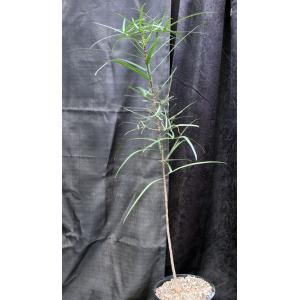 Brachychiton rupestris 2-gallon pots