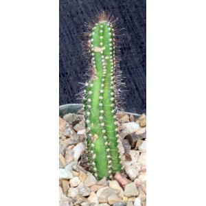 Brasilicereus phaeacanthus 5-inch pots