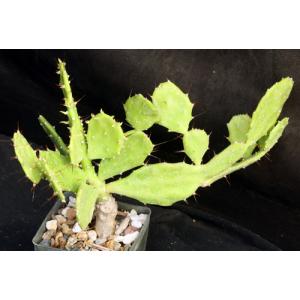 Brasiliopuntia brasiliensis 3-inch pots