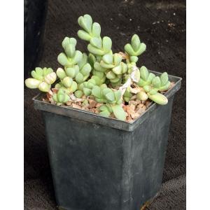Braunsia maximilliani 5-inch pots