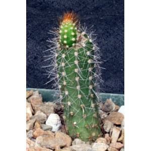 Brasilicereus phaeacanthus 4-inch pots