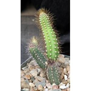 Brasilicereus phaeacanthus 5-inch pots