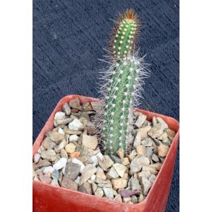 Brasilicereus phaeacanthus 4-inch pots