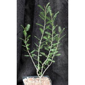 Bursera microphylla (Waterman form) one-gallon pots