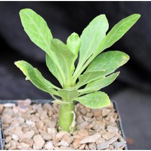 Brighamia insignis 5-inch pots