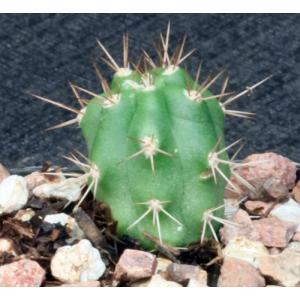 Browningia hertlingiana 2-inch pots