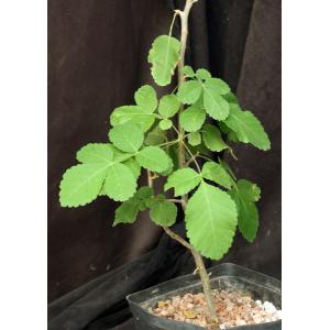 Bursera excelsa one-gallon pots