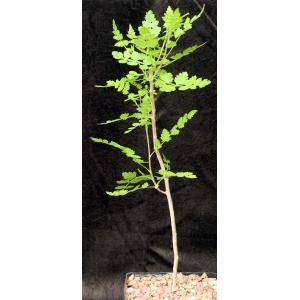Bursera filicifolia var. compacta one-gallon pots