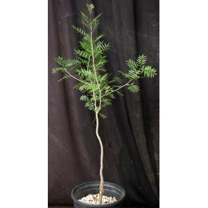 Bursera microphylla (Waterman form) 2-gallon pots