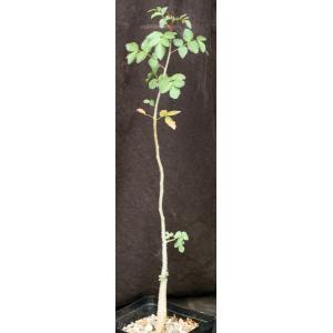 Bursera fagaroides one-gallon pots