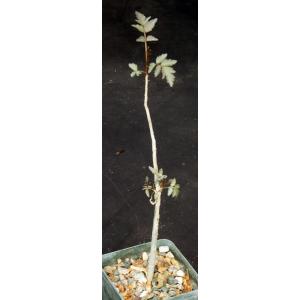 Bursera fagaroides 4-inch pots