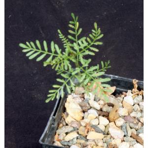 Bursera microphylla 5-inch pots