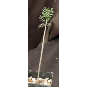 Bursera microphylla (Sonora) 2-inch pots