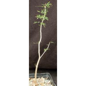 Bursera microphylla (Waterman form) one-gallon pots