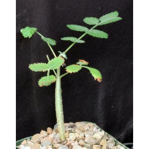 Bursera asplenifolia 4-inch pots
