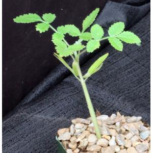 Bursera asplenifolia 4-inch pots
