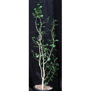 Bursera fagaroides 2-gallon pots