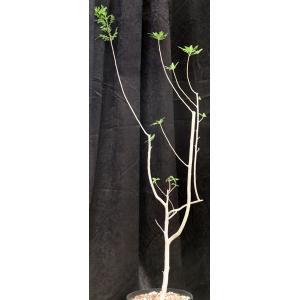 Bursera filicifolia var. compacta 3-gallon pots