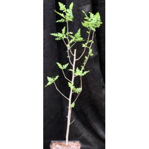 Bursera filicifolia var. compacta one-gallon pots