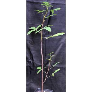 Bursera heteresthes one-gallon pots