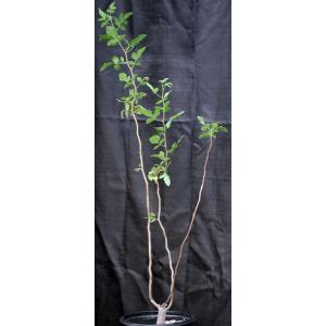 Bursera hindsiana 2-gallon pots
