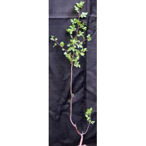 Bursera hindsiana one-gallon pots
