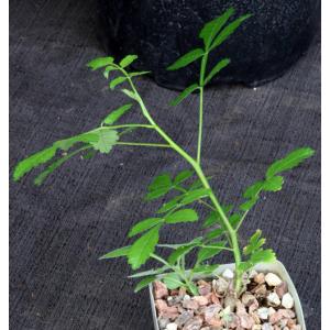 Bursera linanoe 4-inch pots