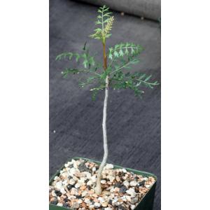 Bursera microphylla 4-inch pots