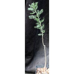 Bursera microphylla (Sonora) 5-inch pots