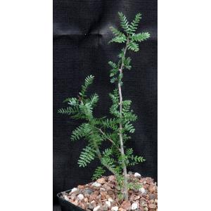 Bursera microphylla (Sonora) one-gallon pots pots