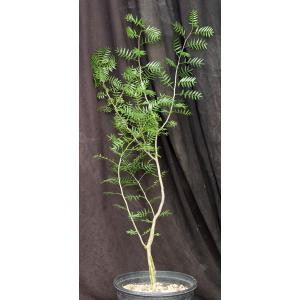 Bursera microphylla (Waterman form) 2-gallon pots