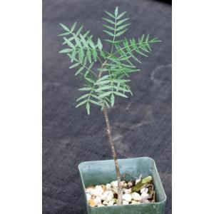Bursera microphylla (Waterman form) 4-inch pots