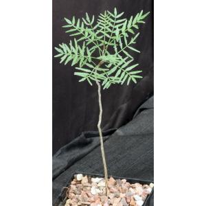 Bursera microphylla (Waterman form) 5-inch pots
