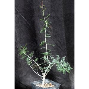 Bursera microphylla one-gallon pots