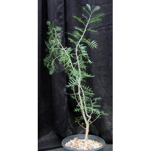 Bursera microphylla (Waterman form) 2-gallon pots
