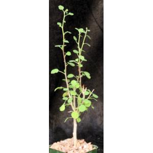 Euphorbia misera 4-inch pots