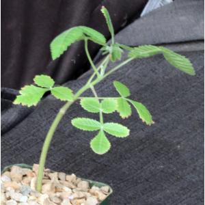 Bursera asplenifolia 4-inch pots