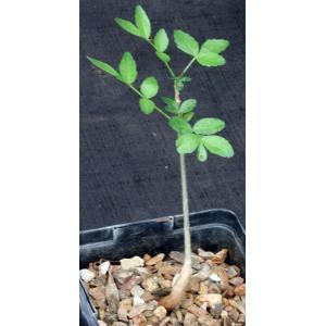 Bursera silviae 5-inch pots