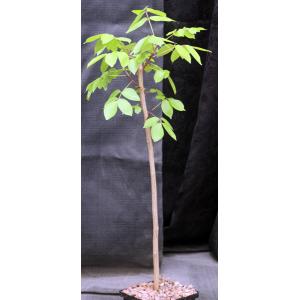 Bursera simaruba 5-inch pots