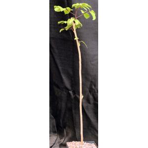 Bursera simaruba one-gallon pots