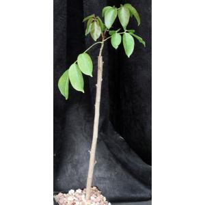 Bursera simaruba 5-inch pots
