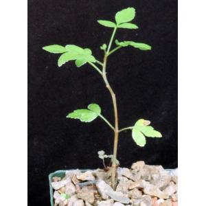 Bursera subtrifoliolata 4-inch pots