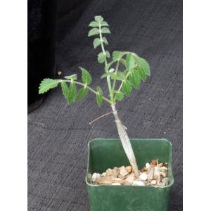 Bursera asplenifolia 4-inch pots