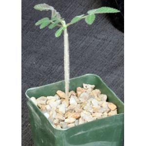 Boswellia asplenifolia 4-inch pots