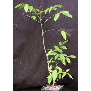 Bursera attenuata one-gallon pots