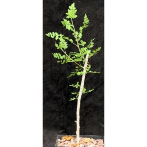 Bursera bipinnata one-gallon pots