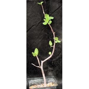 Bursera epinnata one-gallon pots