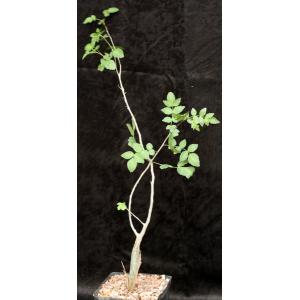 Bursera fagaroides one-gallon pots